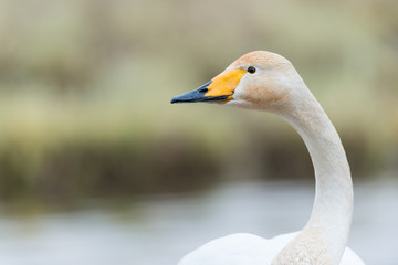 Singschwan, Whooper swan, Cygnus cygnus