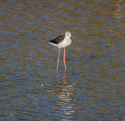 Black-winged Stilt (Himantopus himantopus)