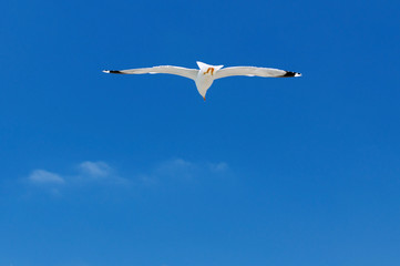 White seagull soaring in the blue sky