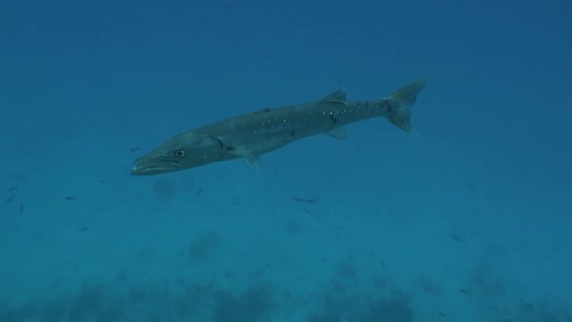 underwater life diving Video Cuba Caribbean Sea