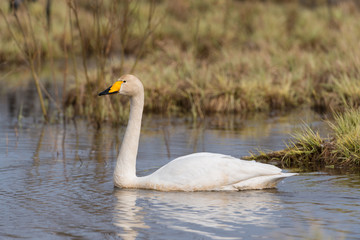 Singschwan, Whooper swan, Cygnus cygnus