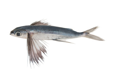 Tropical flying fish isolated