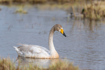 Singschwan, Whooper swan, Cygnus cygnus
