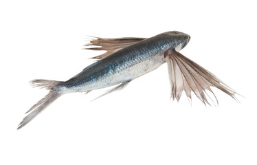 Tropical flying fish isolated