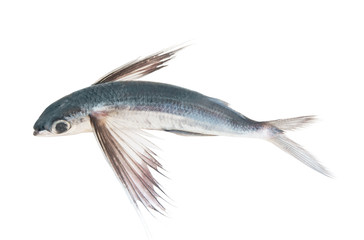 Tropical flying fish isolated