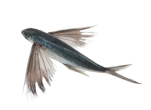 Flying 2024 fish images