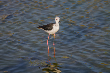 Black-winged Stilt (Himantopus himantopus)