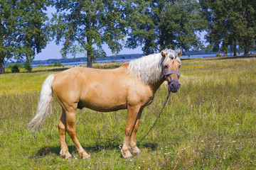 Light brown horse with white mane stands on meadow near blue lake. Palomino horse in field
