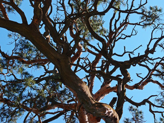 Fototapeta na wymiar old bent pine on the sky background