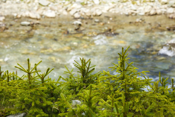 young fir tree in natural environment Mountain