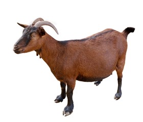 goat. domesticated, brown color. top view. Isolated over white background