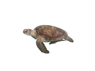 Green sea turtle. Isolated on a white background