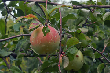 Obraz premium Apple tree branch with ruddy ripe fruits.