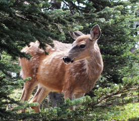 Deer