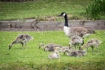 Goslings