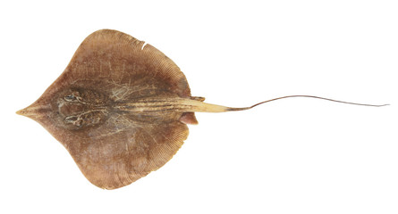 Ray fish isolated on white background © Valerii Evlakhov