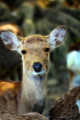 Wild animal, deer.
