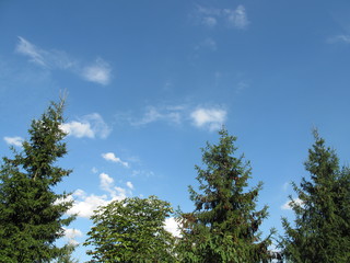 Top of the green pines and blue sky