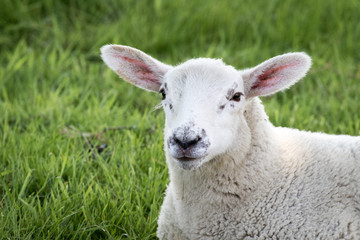 Cute lamb close up