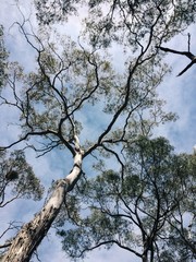 looking up at gum trees