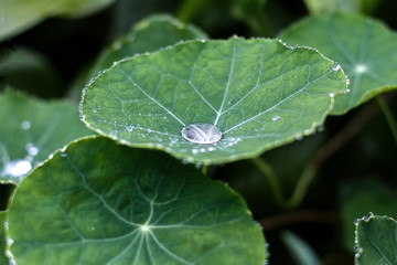 Green a leaf after a rain