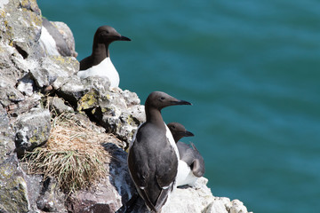 Sea birds