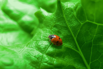 Macro of ladybug on the fresh green leaf