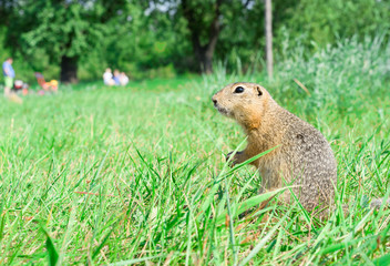 Naklejka na ściany i meble Gopher standing profile and starring on meadow, some people on the background