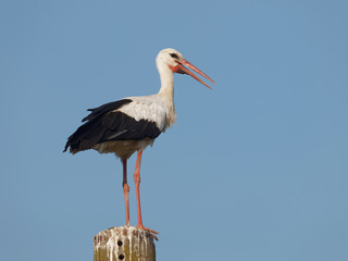 White Stork juvenile (Ciconia ciconia)