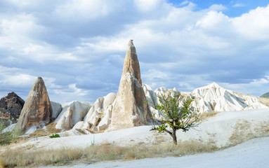 Single tree of life grows out of nowhere in the middle of wild valley in Cappadocia, Turkey. Typical terrain landscape in Cappadocia.