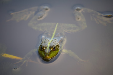 close-up portrait of a frog and insects in bog
