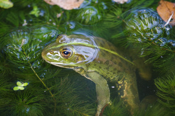 close-up portrait of a frog and insects in bog