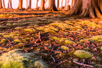 gespensterwald bei sonnenuntergang