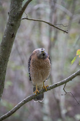 Red Shouldered hawk funny head turn