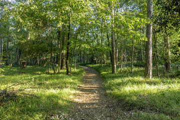 Obraz premium beautiful green forest in summer