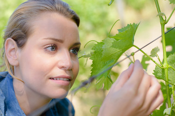 inspecting the vineyards