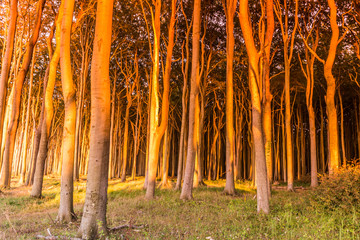 gespensterwald bei sonnenuntergang
