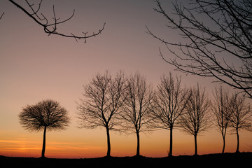 silhouette of trees at sunset