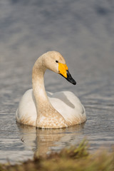 Fototapeta premium Singschwan, Whooper swan, Cygnus cygnus