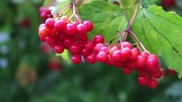 Viburnum opulus ripe red berries closeup