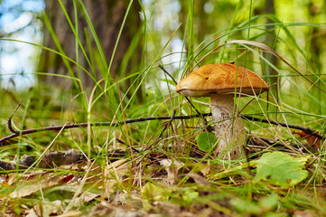 Orange-cap boletus in the forest