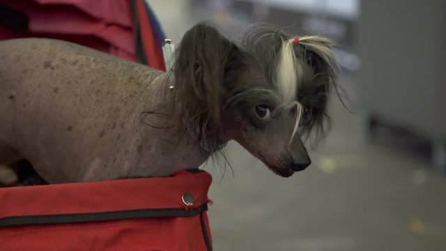 Chinese crested dog, head shot