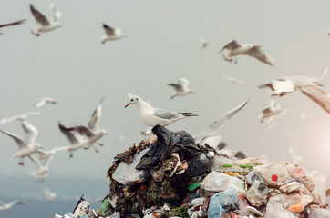 Seagulls on a landfill