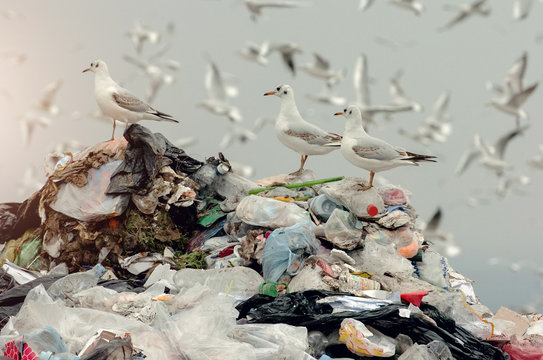 Birds on a landfill garbage 