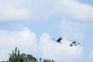 Cranes in flight