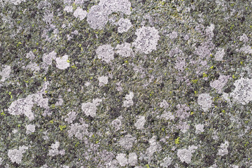 Lichens overgrown stone surface