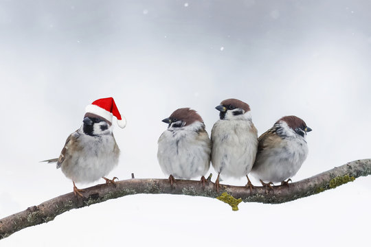 funny birds sparrows sitting on a branch in winter Christmas hats