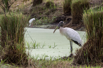 Wood Stork