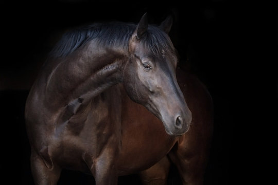 Black beautiful horse portrait on black background