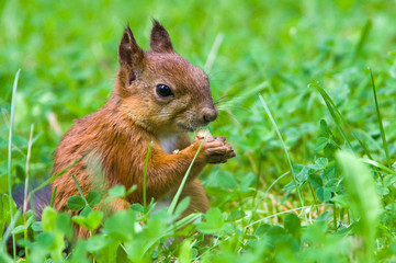 squirrel sits in a green grass and eats